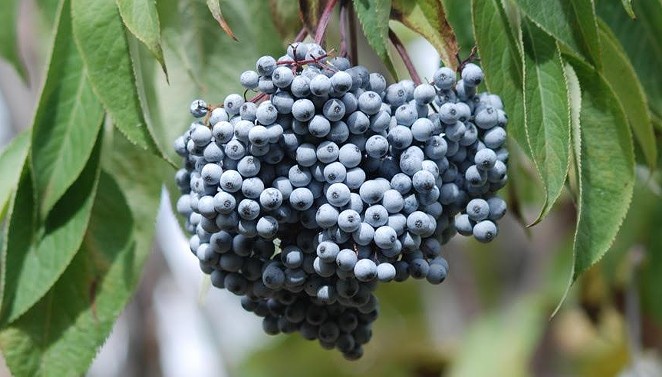 IMMUNITY BOOSTER: With a recent USDA-funded grant, the White Buffalo Land Trust is working with Central Coast farmers to grow blue elderberry as an economically viable, eco-conscious crop.