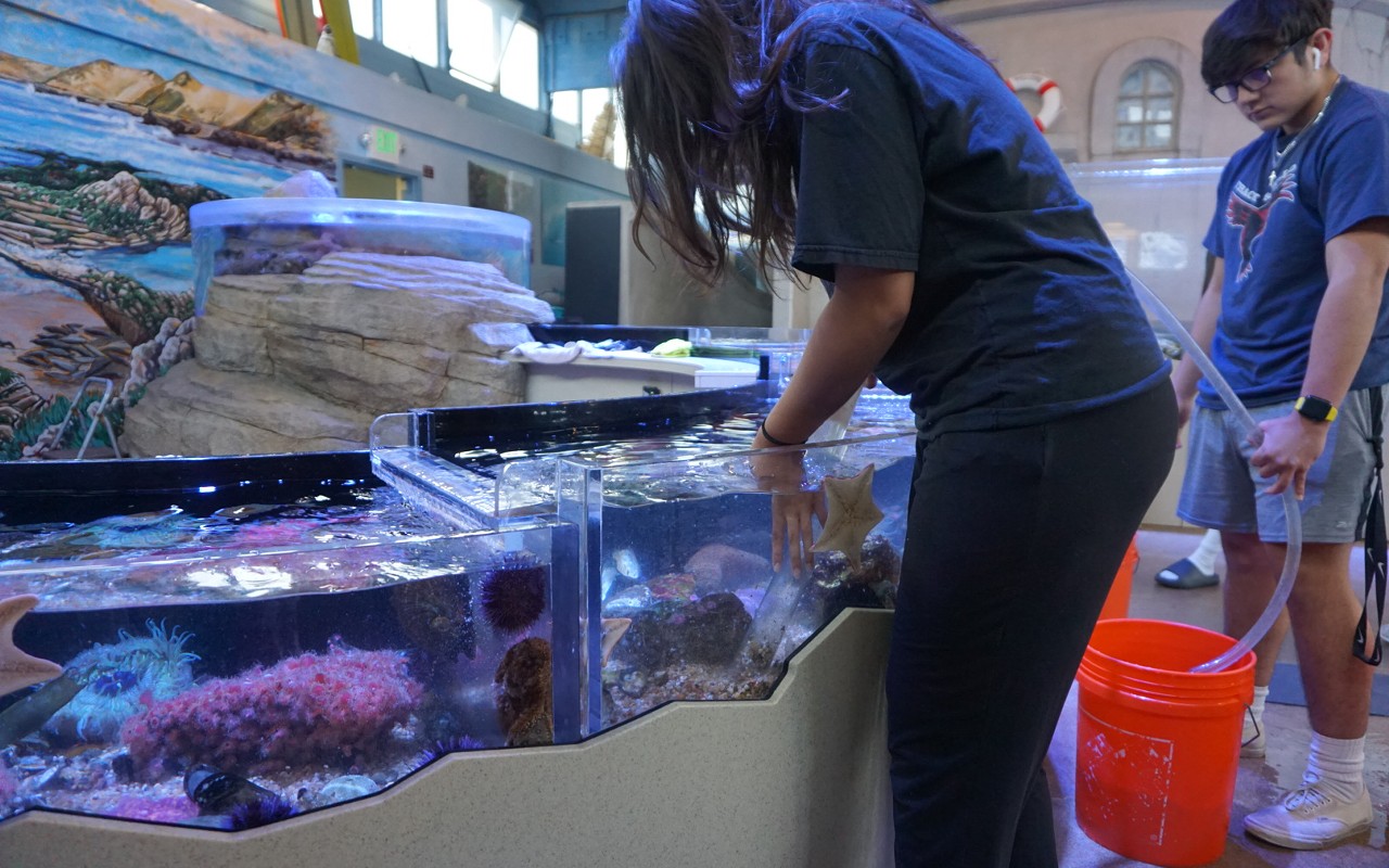 Aquarium science: A Cabrillo High School CTE program that involves octopus and hands-on training is expanding