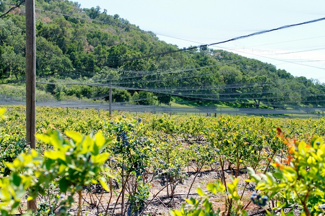 ODOR ISSUES: Despite the Santa Barbara County Planning Commission denying his appeal of Sierra Botanicals LLC processing project, Restoration Oaks Ranch General Manager Edward Seaman plans to keep following cannabis projects near his property regarding odor concerns, with another cannabis project going before the commission on Aug. 28. Restoration Oaks’ U-pick blueberry farm is pictured in this 2014 file photo.