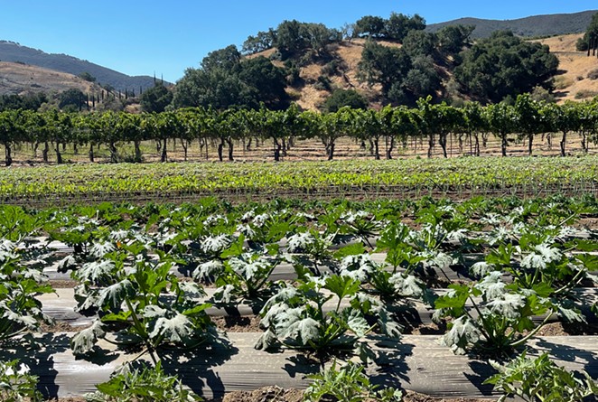 LONG-TERM SUSTAINABILITY: In an effort to ensure that the agriculture industry is economically viable, Santa Barbara County drafted an ag enterprise ordinance that would expand allowed uses on agricultural land—including allowing wineries to serve food on their properties.