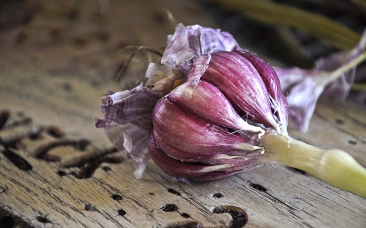 Flavor revolution: Los Olivos Homegrown garlic varieties bring a whole new experience to taste buds