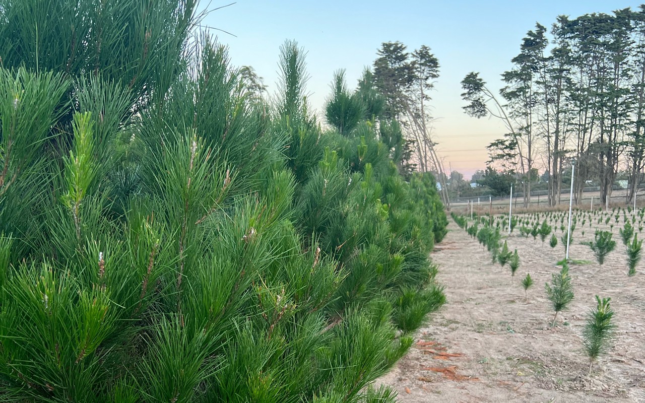 Mesa Pines in Arroyo Grande grows affordable, native Christmas trees