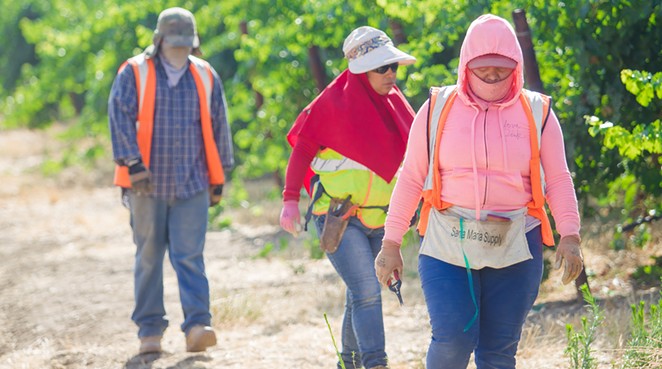 PROTECTING AG WORKERS: Farmworker advocates celebrated the U.S. Environmental Protection Agency’s emergency suspension of dimethyl tetrachloroterephthalate because of its links to detrimental health impacts on and risks, especially for pregnant farmworkerrs.