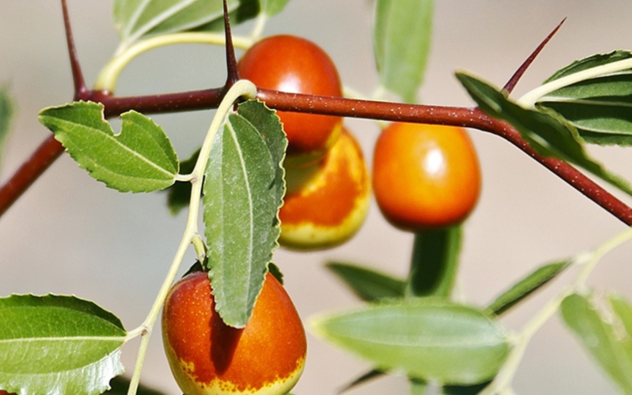 Rock Front Ranch's exotic jujube fruit is superfood for your body and good for the planet