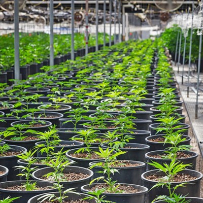 Santa Barbara County supervisors move forward with hybrid cannabis tax