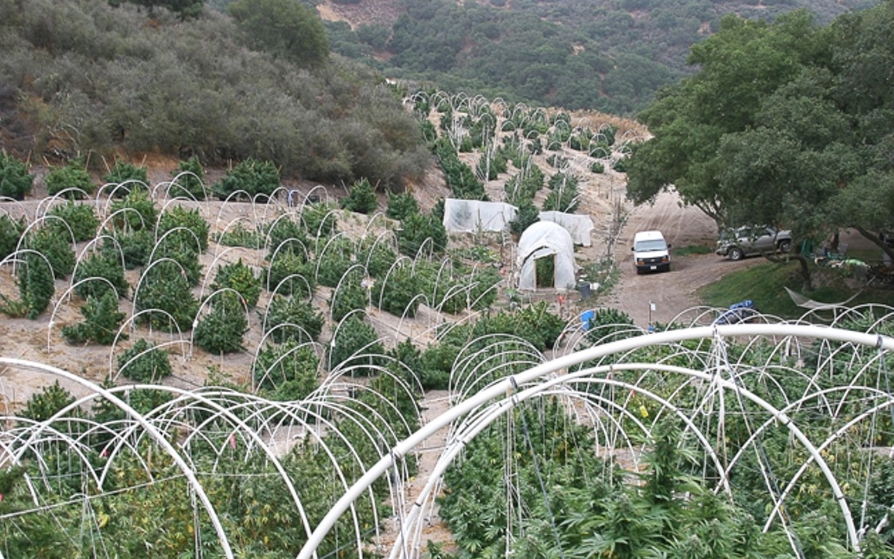 Sheriff's Department snuffs out multiple pot grows