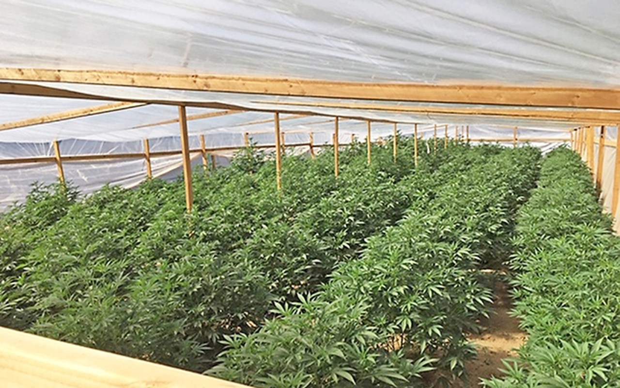 Sheriff's pot task force destroys thousands of pounds of cannabis in September