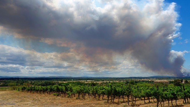 TAINTED? New federal legislation introduced by a trio of West Coast senators aims to help vineyards and wineries affected by wildfires.