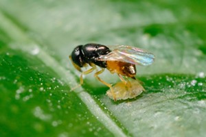 Bug vs bug: A foreign predatory wasp is released in Santa Maria to help fight citrus tree-loving pest