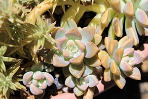 Drought-tolerant plants still a wise choice for local gardens
