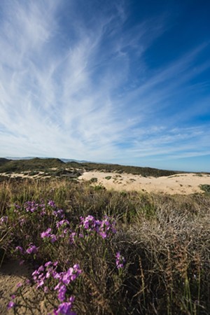 Experimenting on invasive species: Efforts to manage veldt grass in the Guadalupe dunes go aerial