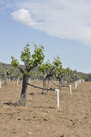 Soil and vines: Some grape growers on the Central Coast use less water than others--the trick is to dry farm