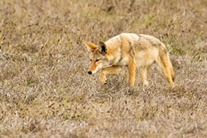 Coyote Central Coast: Coyotes have a long and colorful local history, which still thrives today
