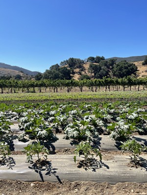 Vega Vineyard and Farm will openin October with Italian wines and Mediterranean fare fresh from the fields