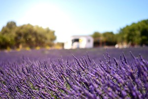 Santa Rita Hills Lavender Farm in Lompoc is about family and sustainability