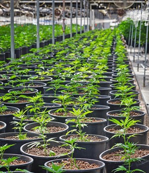 Santa Barbara County supervisors move forward with hybrid cannabis tax