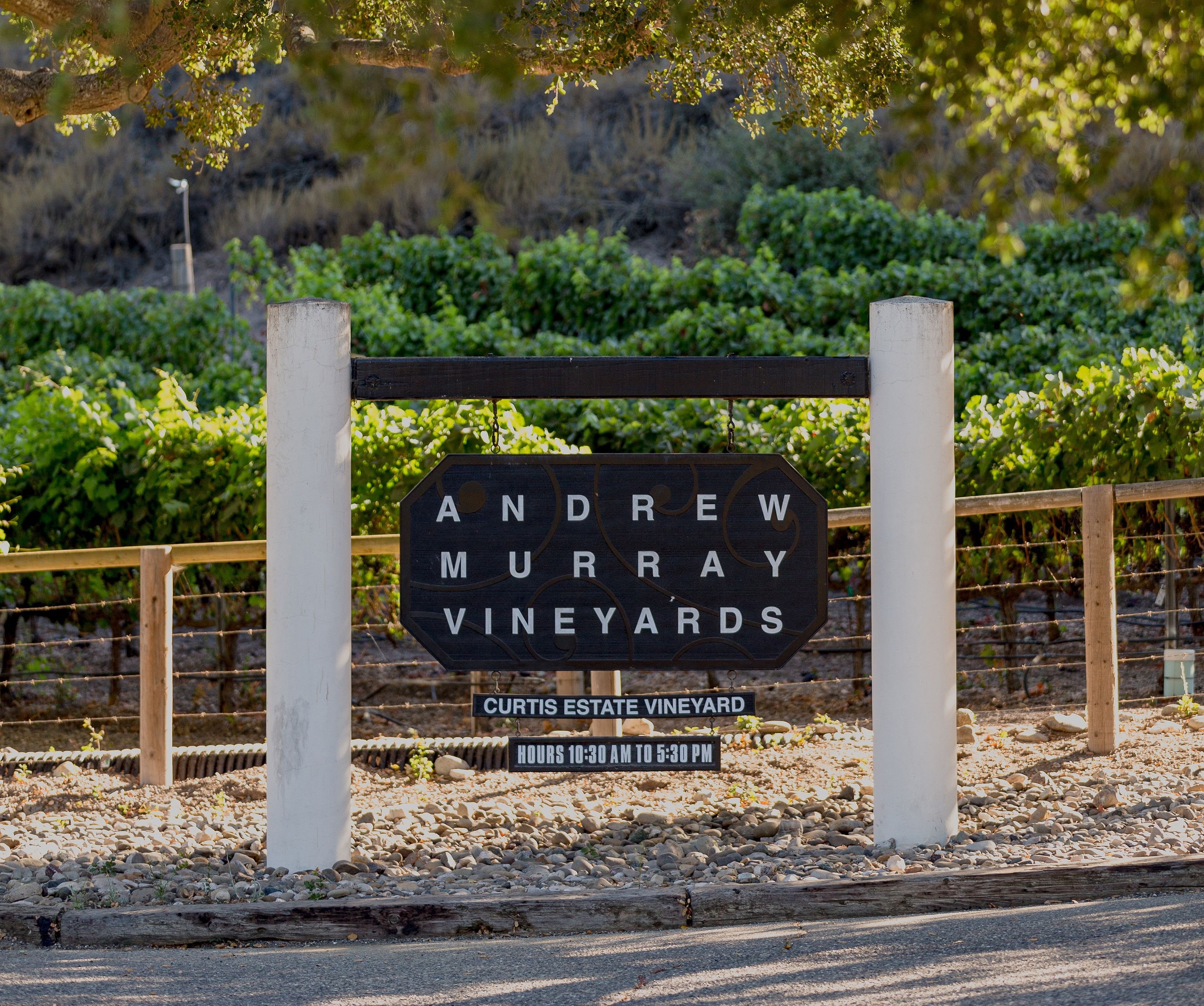 Vineyards along Foxen Canyon Wine Trail offer Summer Passport tastings ...