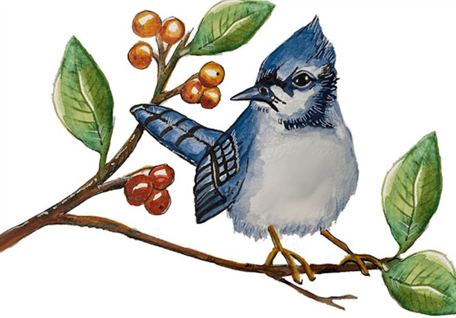BLUE JAY WAY: Blue jays and other birds will be the subjects of participants’ paintings during two upcoming watercolor workshops led by local artist Fred Ventura.